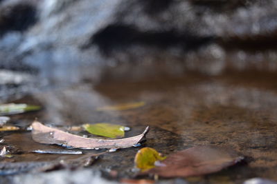 Close-up of fallen leaves on table