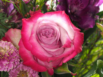 Close-up of pink rose