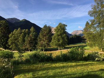 Scenic view of trees on field against sky