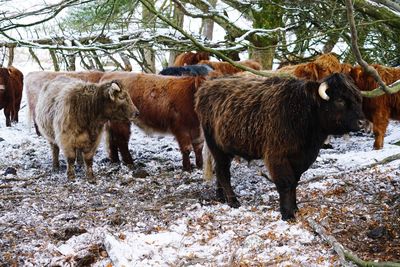 Cows standing on snow covered trees