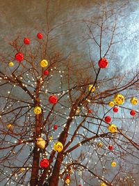 Low angle view of flowers on tree