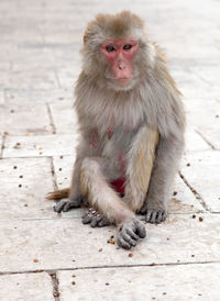 Portrait of monkey sitting on footpath outside temple