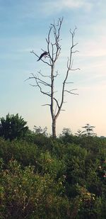 Bare tree on field against sky