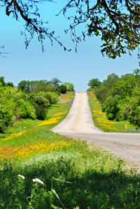 Scenic view of road amidst trees against sky