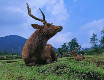 View of giraffe on field against sky