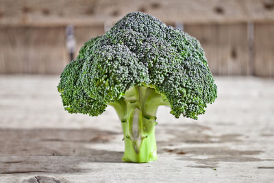 Close-up of broccoli