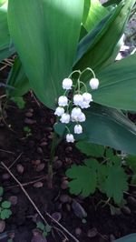 Close-up of flowers