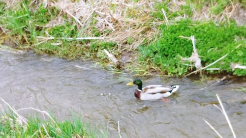 High angle view of duck swimming in lake