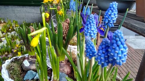 Close-up of blue flower pot