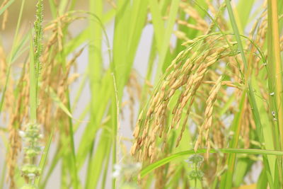 Close-up of wheat growing on field