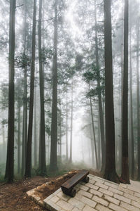 Pine trees in forest