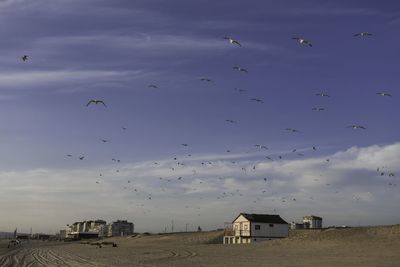 Flock of birds flying against sky