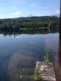 Reflection of trees in water