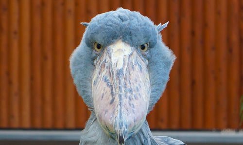 Close-up of shoebill