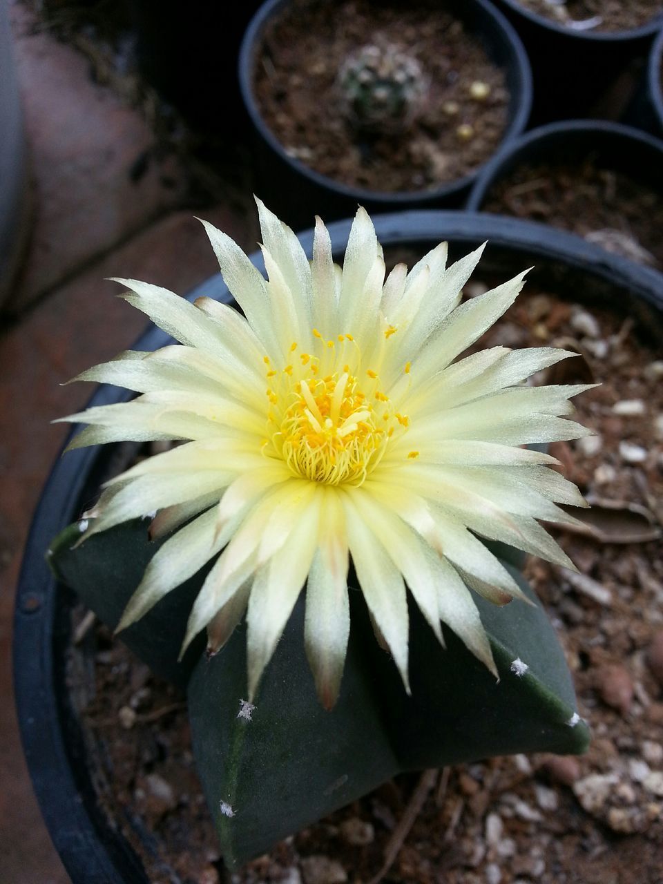 CLOSE-UP OF YELLOW FLOWER BLOOMING OUTDOORS