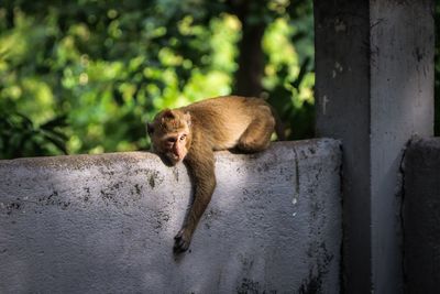 Monkey lying on wall