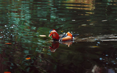 Two ducks swimming in lake