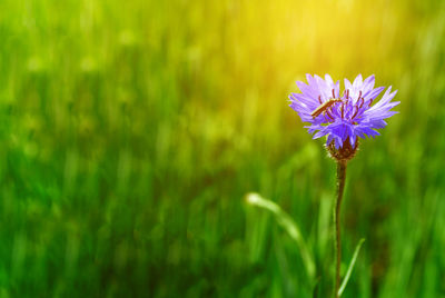 flowering plant