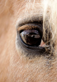 Close-up of horse eye