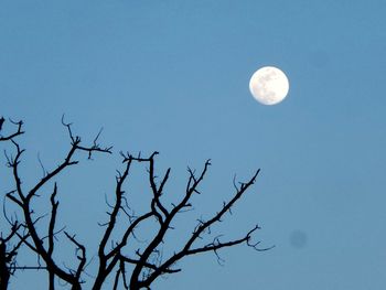 Low angle view of bare tree against clear blue sky