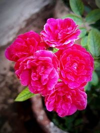 Close-up of pink rose flower