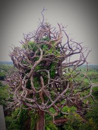 Close-up of plant growing on tree trunk