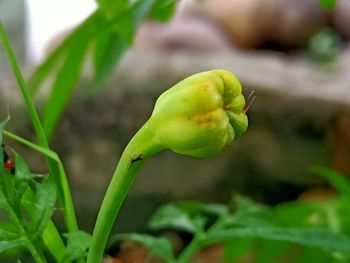 Close-up of green flower bud growing on field