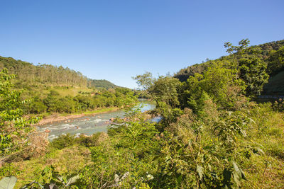 Scenic view of trees against clear blue sky