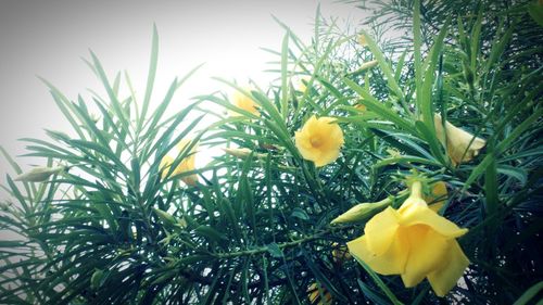 Close-up of yellow flower