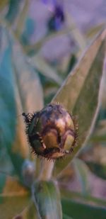 Close-up of flower on plant