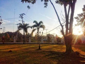 Trees on field against sky