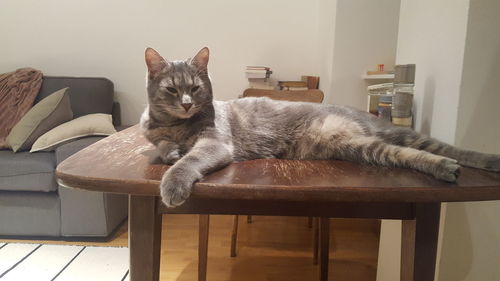 Portrait of cat resting on chair at home