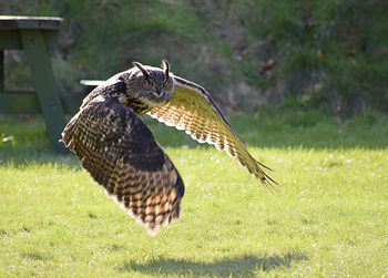 Eagle owl flying over grass