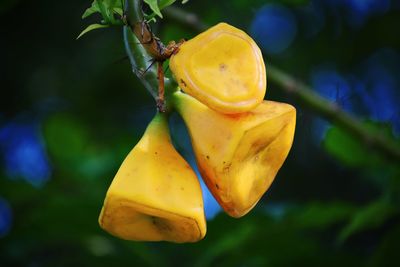 Close-up of yellow fruit on plant