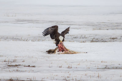 Bald eagle feeding on a dead deer.