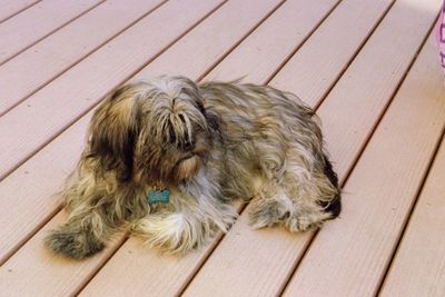 High angle view of dog outdoors