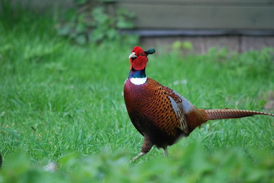 Close-up of rooster on field