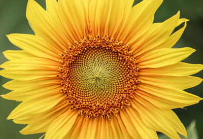 Close-up of sunflower