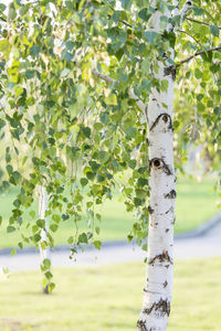 Close-up of tree trunk on field