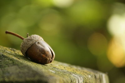 Close-up of snail