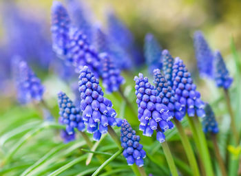 Close-up of purple flowering plants