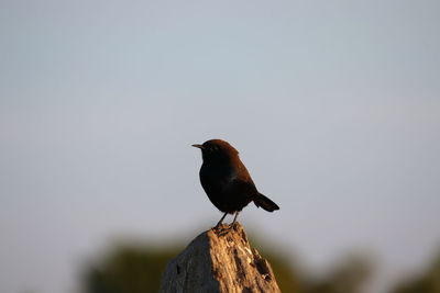 Bird black on rock, bird , bird images