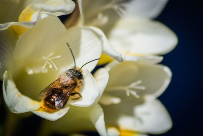 Close-up of bee on flower