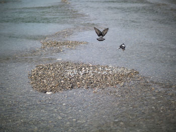 Seagulls flying over sea