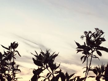 Close-up of silhouette plants against sky