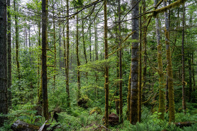 Pine trees in forest