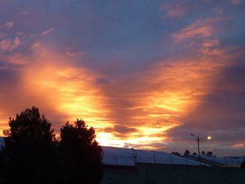 Silhouette of trees at sunset