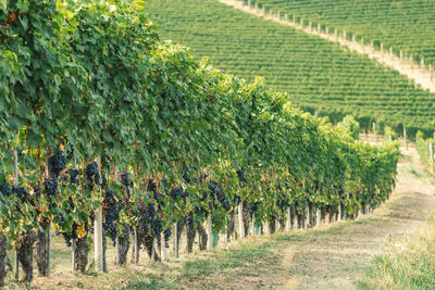 View of vineyard against clear sky