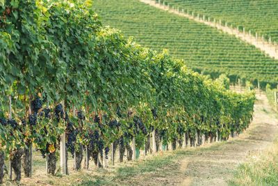 Rows of vines of black nebbiolo grapes with green leaves in the vineyards, piemonte, langhe , italy