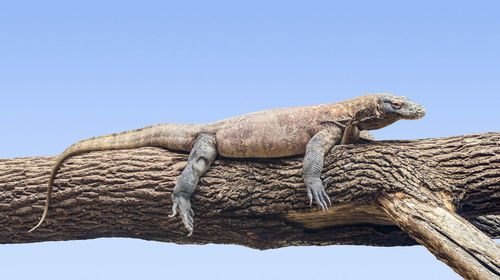 Low angle view of lizard on tree against clear blue sky